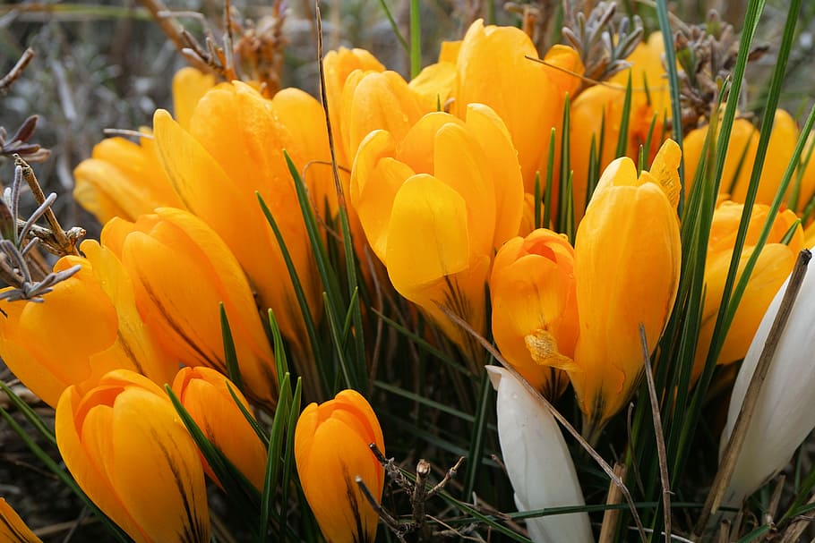 Flowers, Spring, Nature, Bloom, spring flower, garden, crocus HD wallpaper