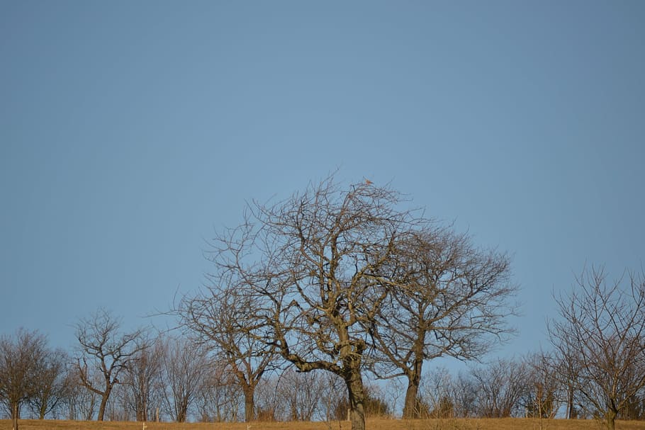 trees, sky, blue, forest, nature, grass, sun, outdoors, bare tree HD wallpaper