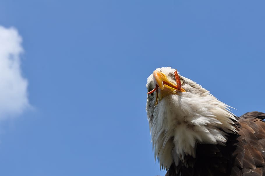 Animal, Eagle, Beak, Bird, Catch, sky, wildlife, birds, eagle - Bird HD wallpaper