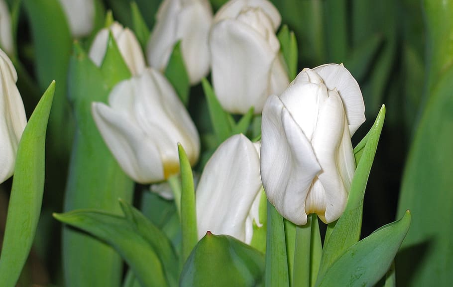 tulips, white, spring, blossom, bloom, flower, garden, plant HD wallpaper