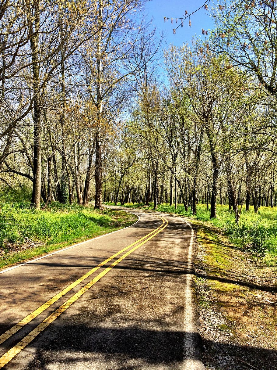 trees, road, spring, nature, forest, landscape, green, outdoors HD wallpaper