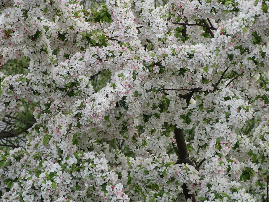 cherry, flowers, spring, flowering plant, beauty in nature HD wallpaper