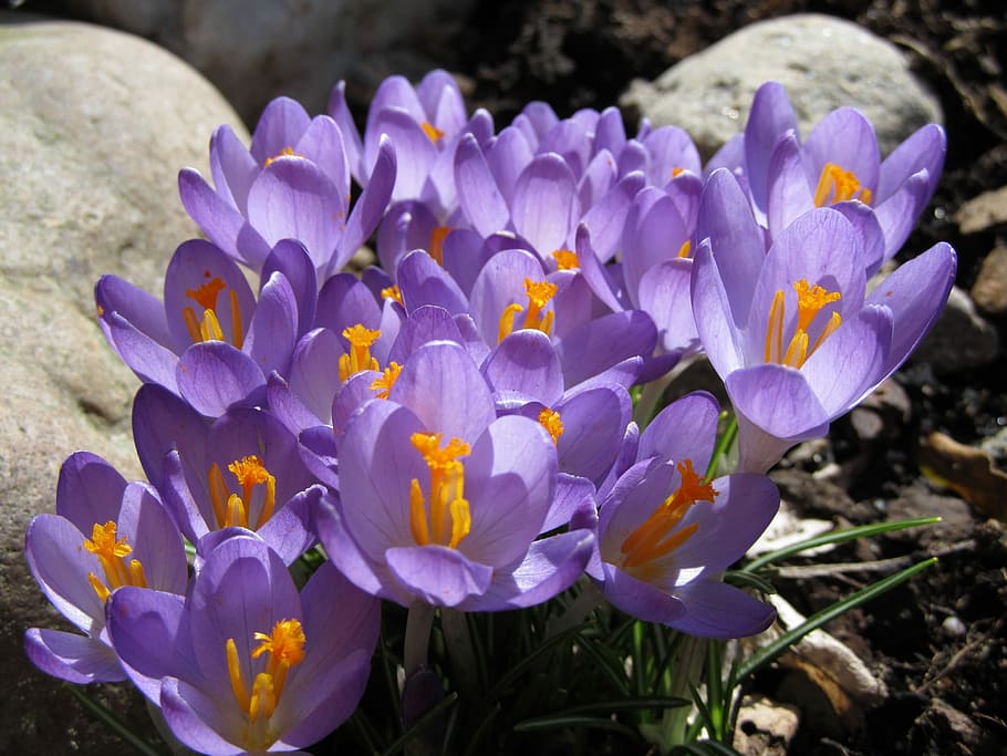 Crocus, Flower, Purple, Close, Spring, violet, petal, fragility HD wallpaper