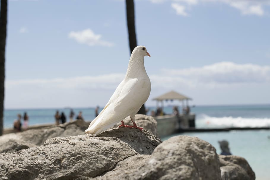 white pigeon perched on gray rock at daytime, hawaiian, rock dove, HD wallpaper