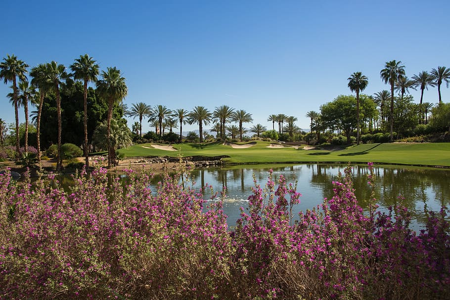 purple petaled flowers in bloom near lake, sky, golf course HD wallpaper