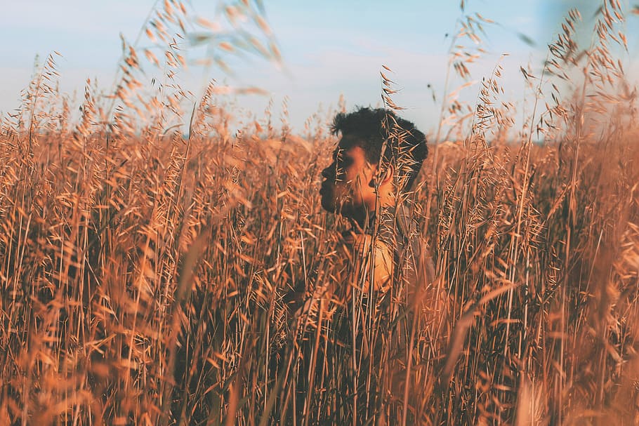 man walking in green wheat field, hipster, barley, life, scene HD wallpaper