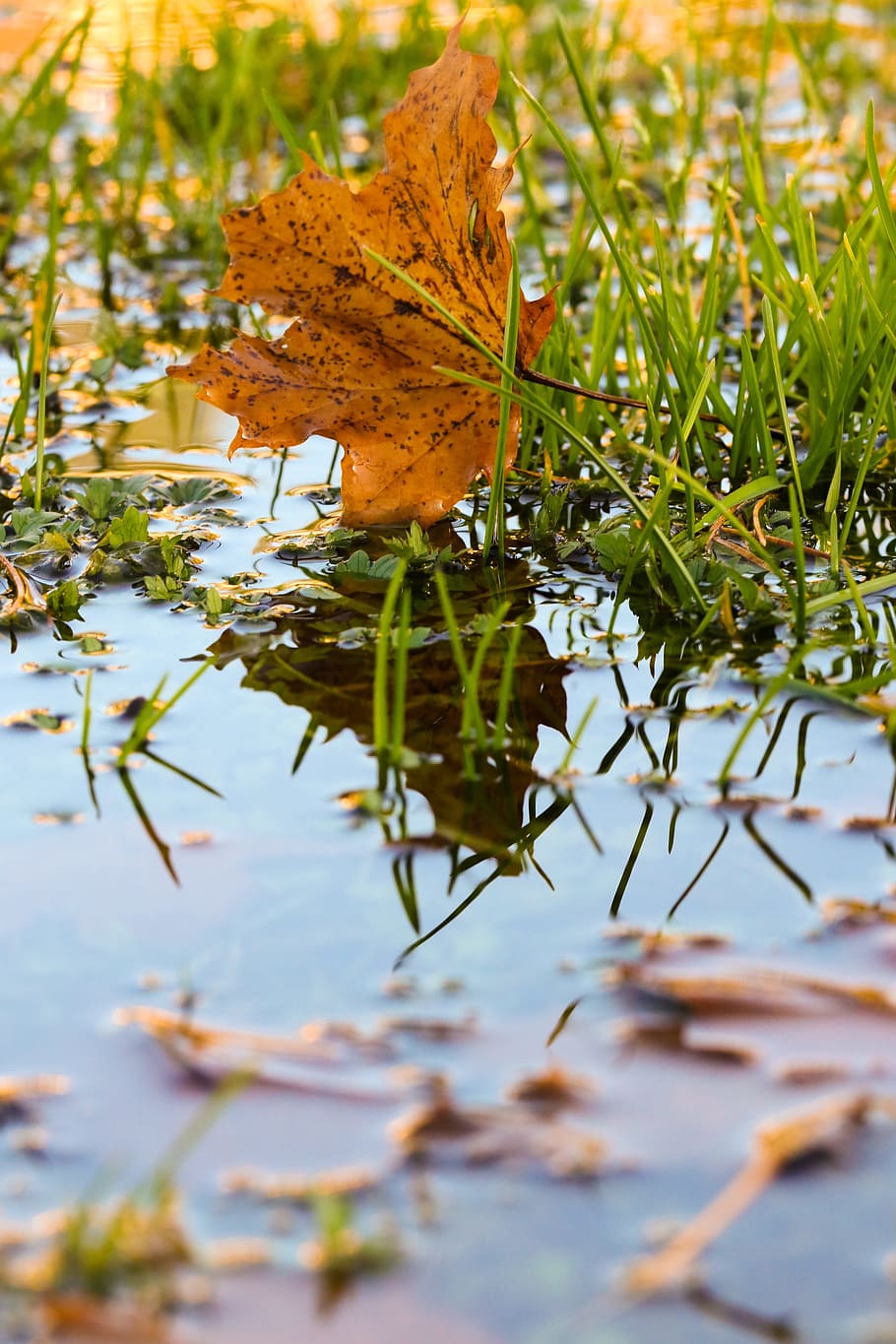 leaf, autumn, puddle, leaves, color, fall, plant part, nature HD wallpaper