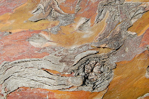 tree, bark, background, trunk, forest, texture, old, pattern HD wallpaper