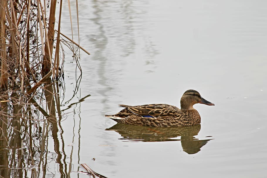 brown duck on lake, mallard, water, mirroring, female, floats, HD wallpaper