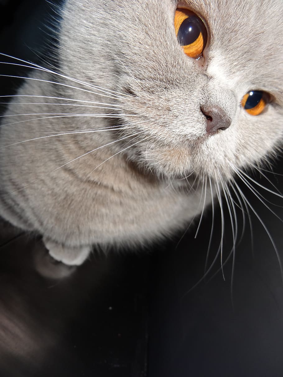 cat, grey, feline, look, british, whiskers, pets, one animal HD wallpaper