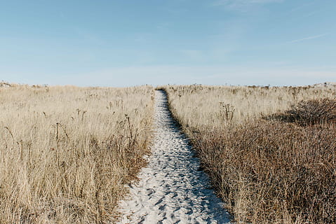 sand pathway between brown grass fields, beach, sun, summer HD wallpaper