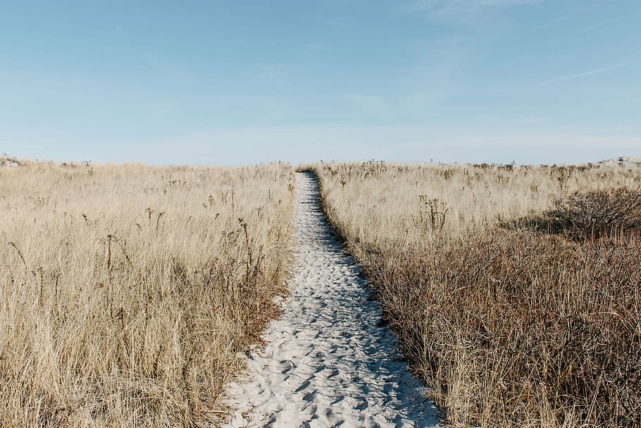 sand pathway between brown grass fields, beach, sun, summer HD wallpaper
