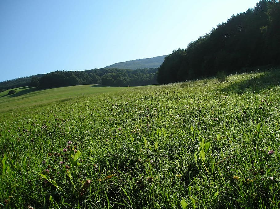 white carpathians, moravia, czech republic, plant, sky, tranquil scene HD wallpaper