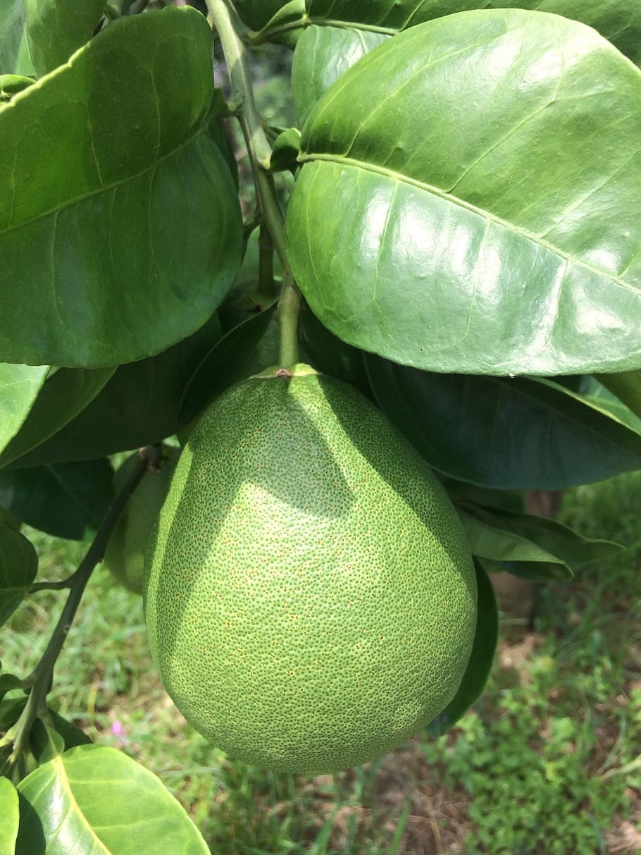 grapefruit trees, citron leaf, grapefruit grapefruit, food and drink HD wallpaper