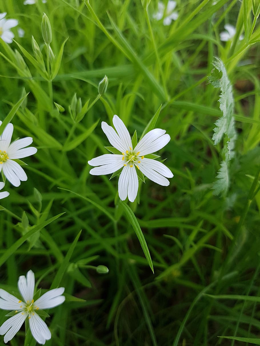 white flower, summer, spring, bed, plant, flowering plant, fragility HD wallpaper