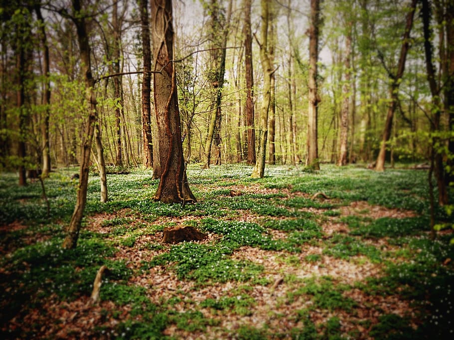 Forest, Trees, Flowers, Grass, Nature, green, spring, landscape HD wallpaper