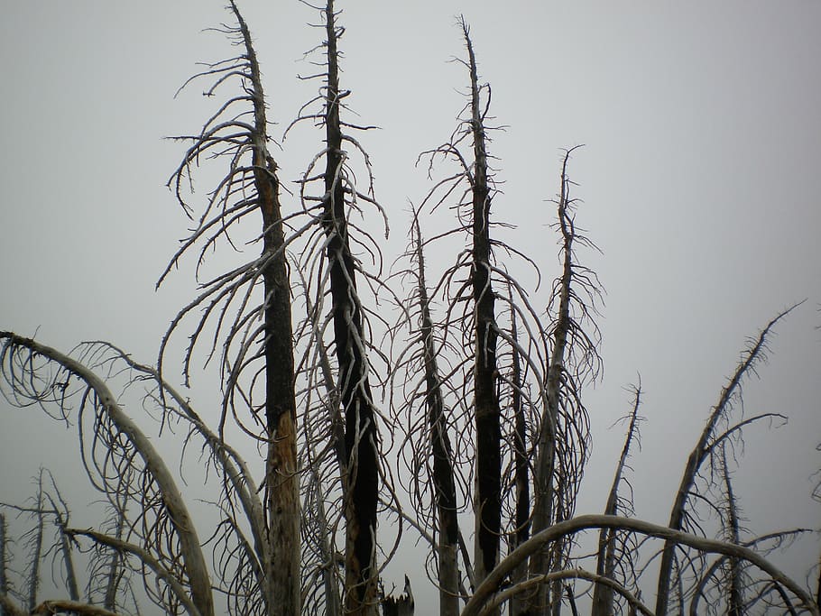 trees, branches, sky, eerie, nature, dead trees, misty, plant HD wallpaper