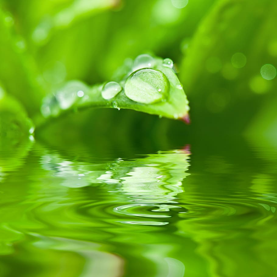 green leaf plant with dew drop on body of water, drip, dewdrop HD wallpaper