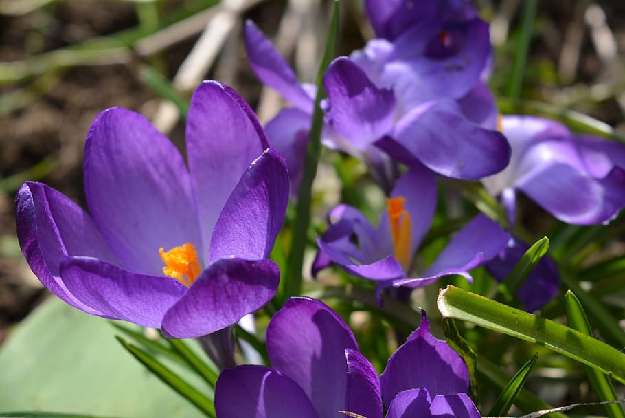 Crocus, Blossom, Bloom, Purple, Flower, flower purple, frühlingsanfang HD wallpaper