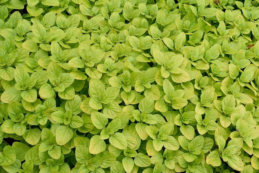 leaves, leaf, spring, green, wallpaper, garden, vibrant, texture HD wallpaper