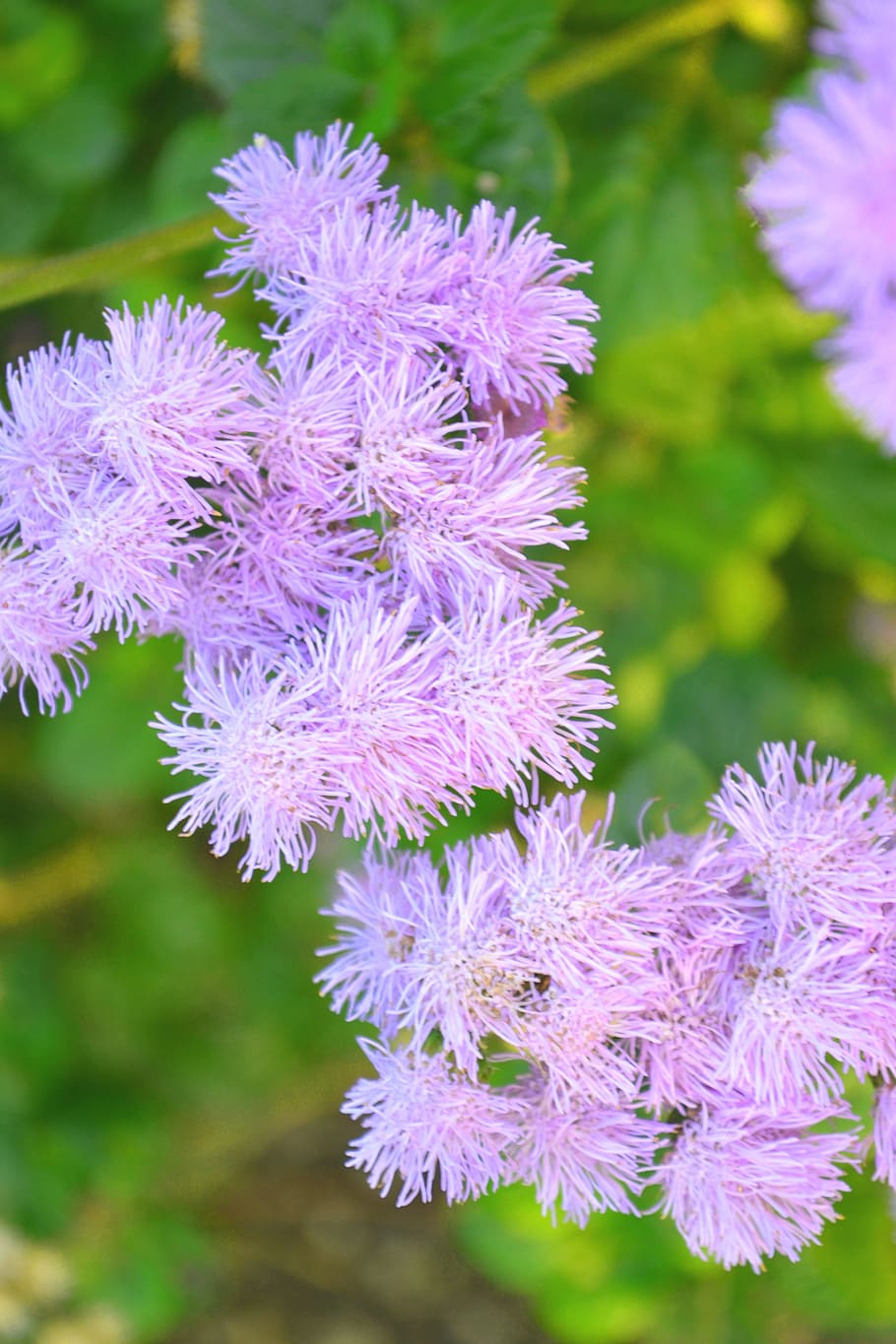 purple, blossom, bloom, flower, nature, purple flower, plant HD wallpaper