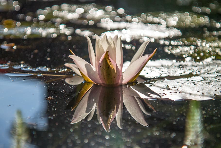 waters, nature, flower, puddle, plant, beauty in nature, close-up HD wallpaper