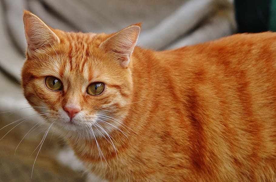 cat, red, cute, mackerel, tiger, sweet, cuddly, animal, domestic cat HD wallpaper