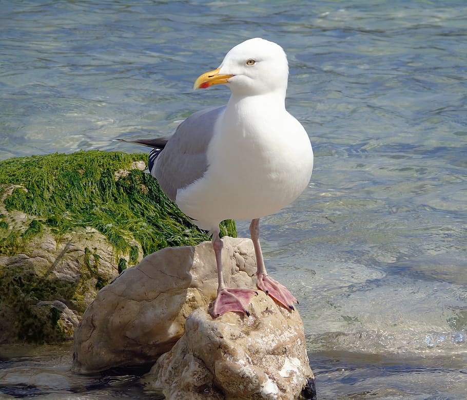 white and gray bird perched on rock surrounded by body of water during day