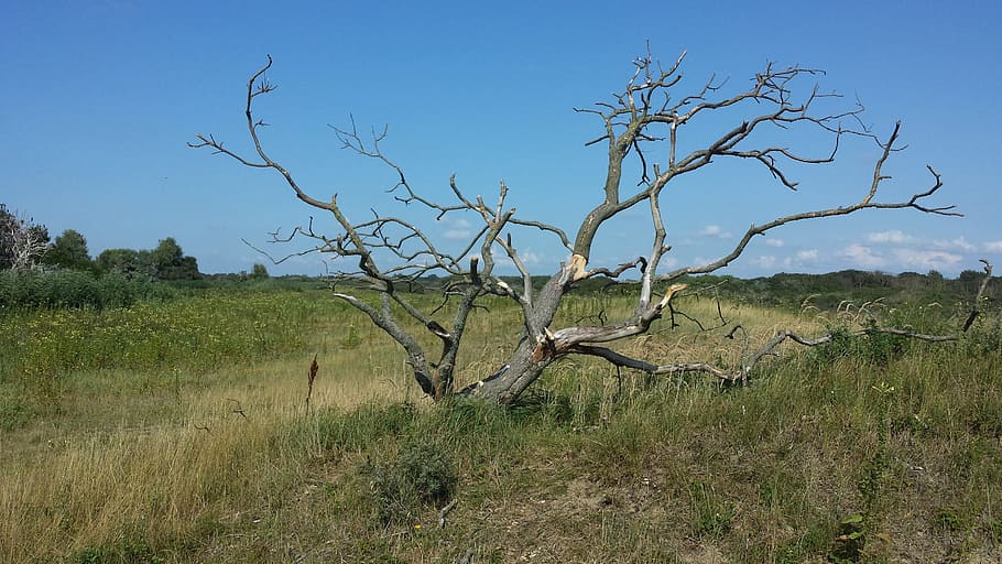 Duigebied, Dead Tree, open plain with tree, landscape, nature HD wallpaper