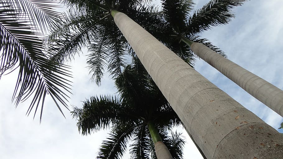 coconut tree, light, ceu, flying, eventide, blue sky, landscape HD wallpaper
