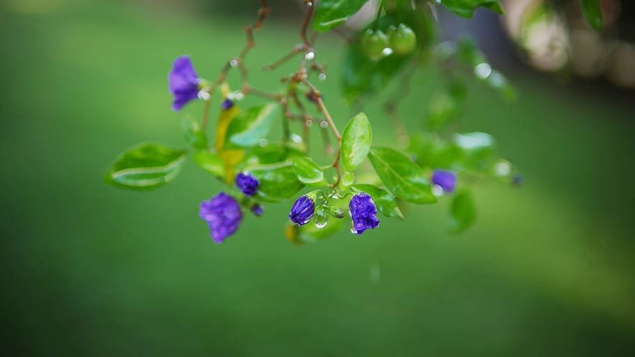 leaf, flora, nature, flower, garden, beauty, beautiful, art HD wallpaper