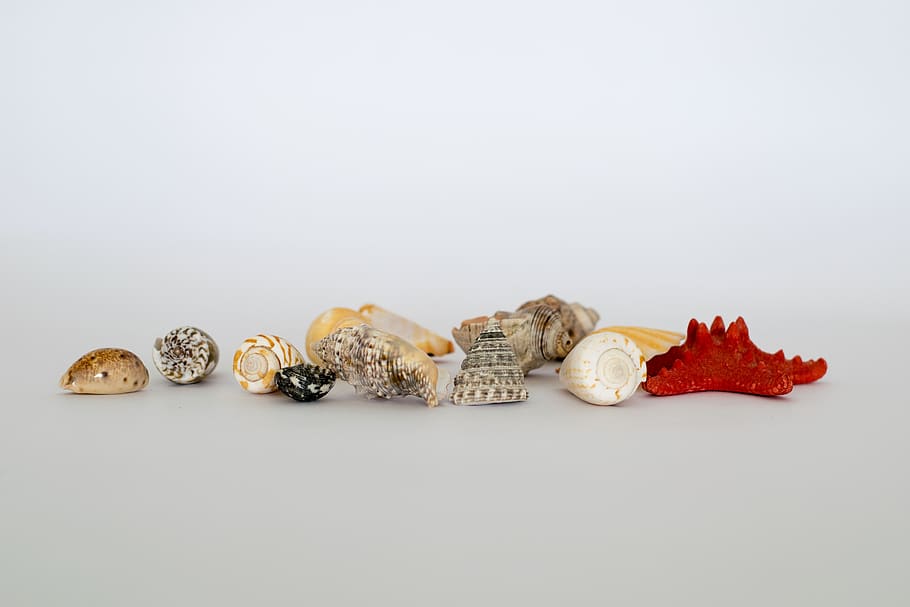 desktop, decoration, shining, shell, gift, seashell, studio shot HD wallpaper