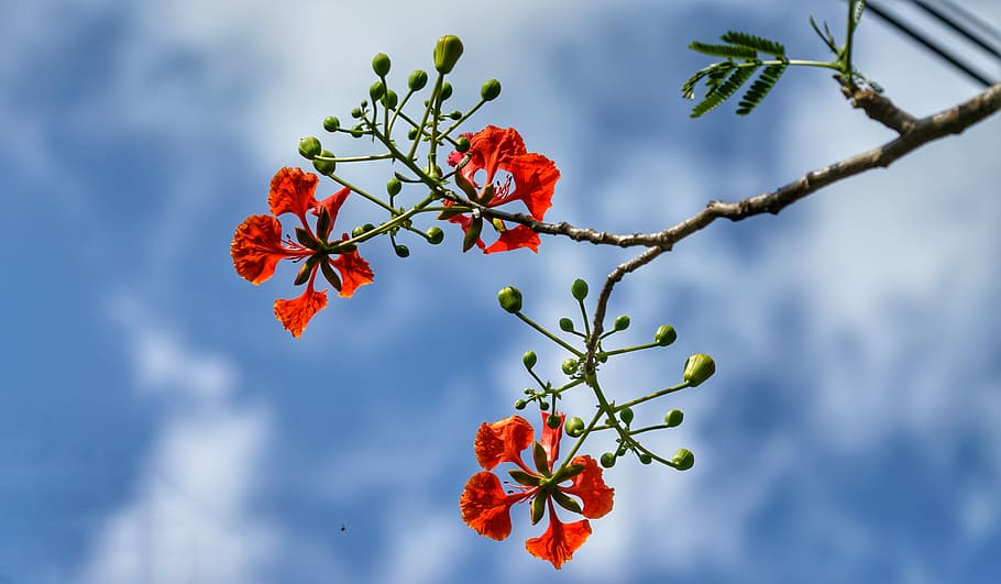 flamboyant tree, flame of the forest, poinciana, branch, red