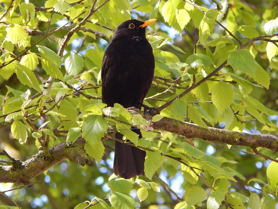 Bird, Blackbird, Tree, nature, animal, branch, wildlife, outdoors HD wallpaper