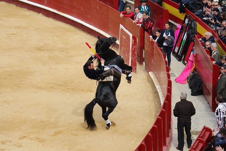 bullring, torero, mammal, domestic animals, pets, real people HD wallpaper