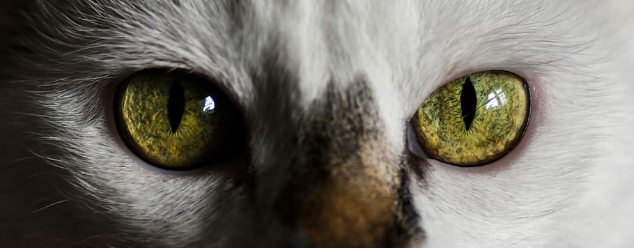 close photo of green eye cat, Look, eyes, looking at camera HD wallpaper