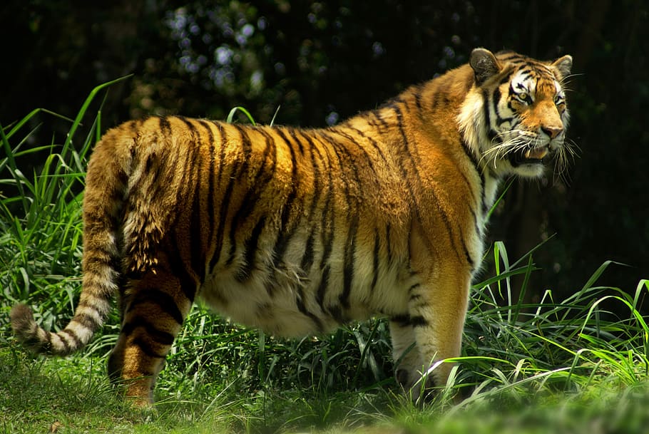 tiger, wild beast, forest, animal, animal themes, mammal, feline HD wallpaper