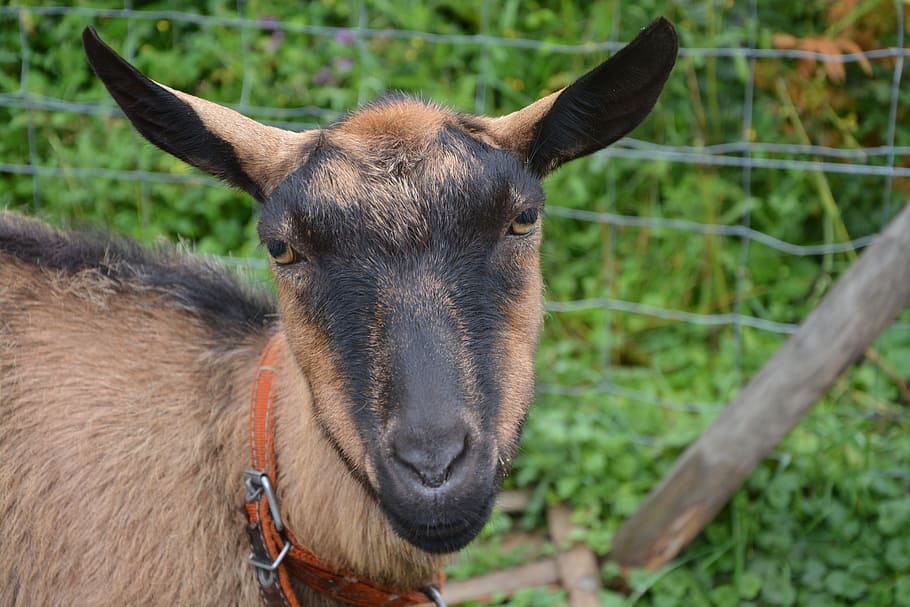 goat alpine, head, brouteuse, weeding, ruminante, fields, pasture HD wallpaper
