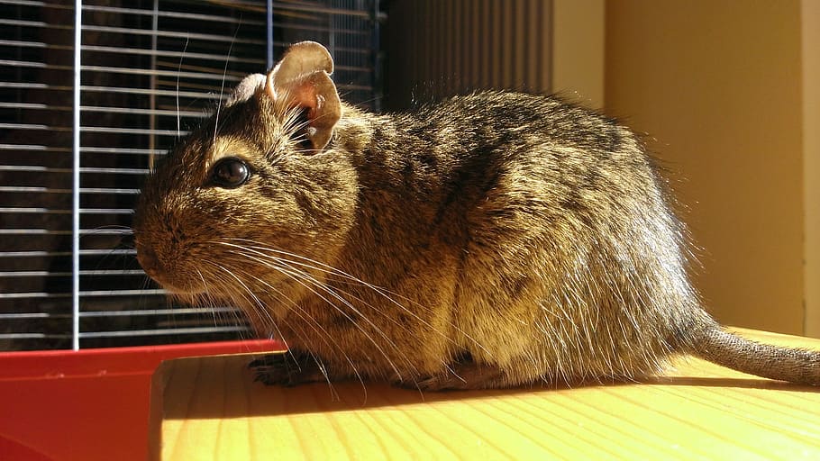 bush, rat, mouse, degu, chilenian bush rat, sun, shine, bright HD wallpaper