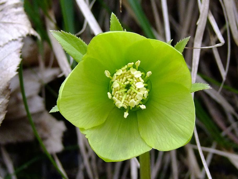 green, flower, spring, macro, floral, blossom, plant, plant part HD wallpaper