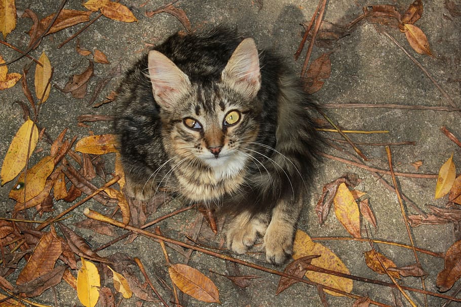 curious, looks, cat, backyard, tabby, squint, eye, ill, pet HD wallpaper