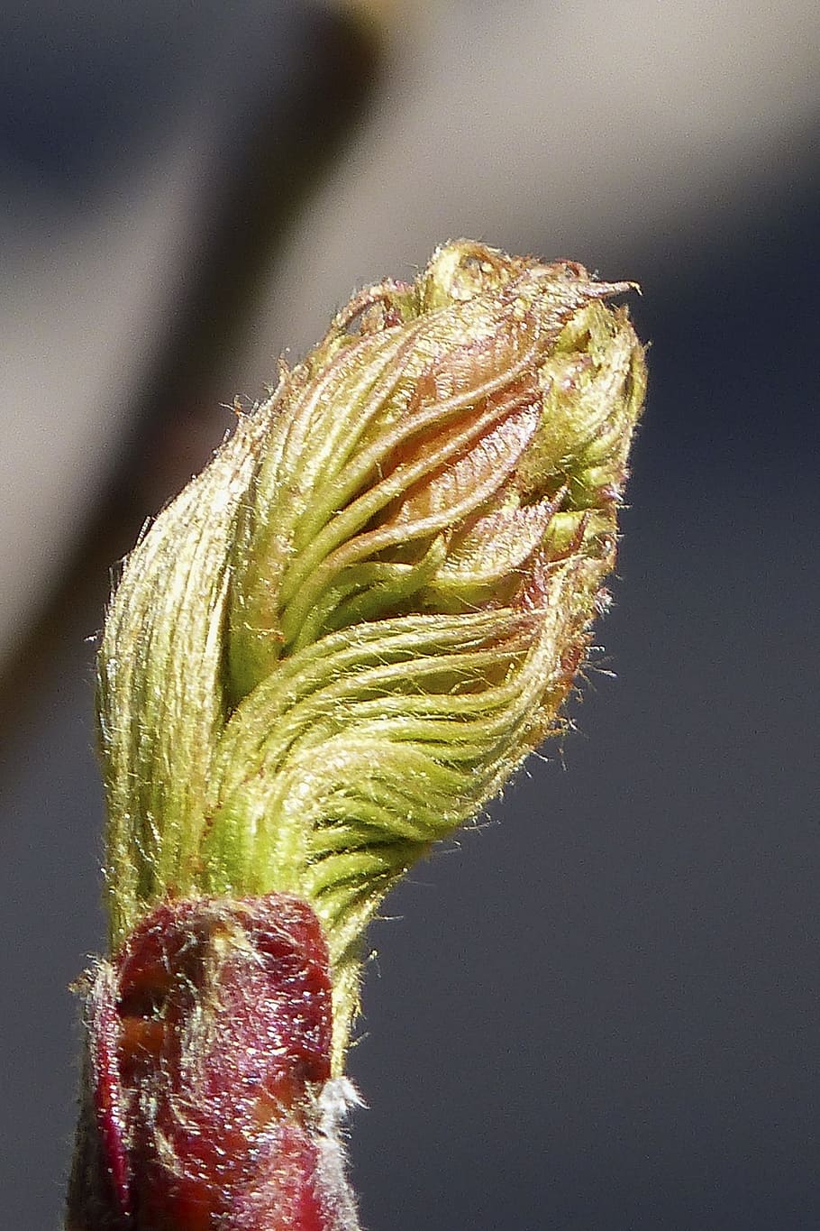 Tree, Nature, bud, rowan berry tree, branch, bush, close-up HD wallpaper