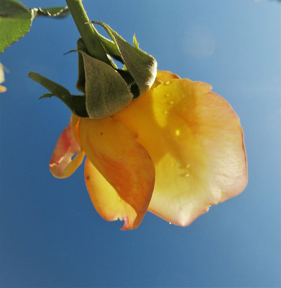 rose, rain, yellow, flowering plant, petal, vulnerability, close-up HD wallpaper