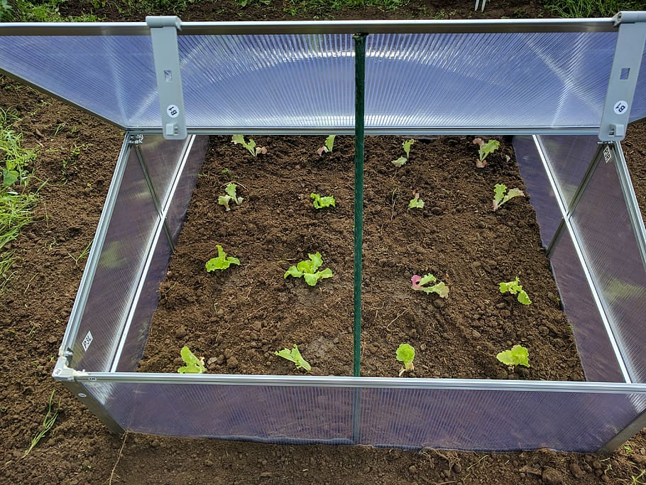 Mini, Greenhouse, Lettuce, Huerta, mini greenhouse, growth, HD wallpaper