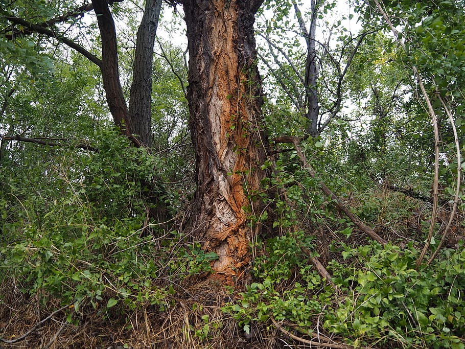 tree, wood, forest, leaves, nature, log, structure, cracked HD wallpaper