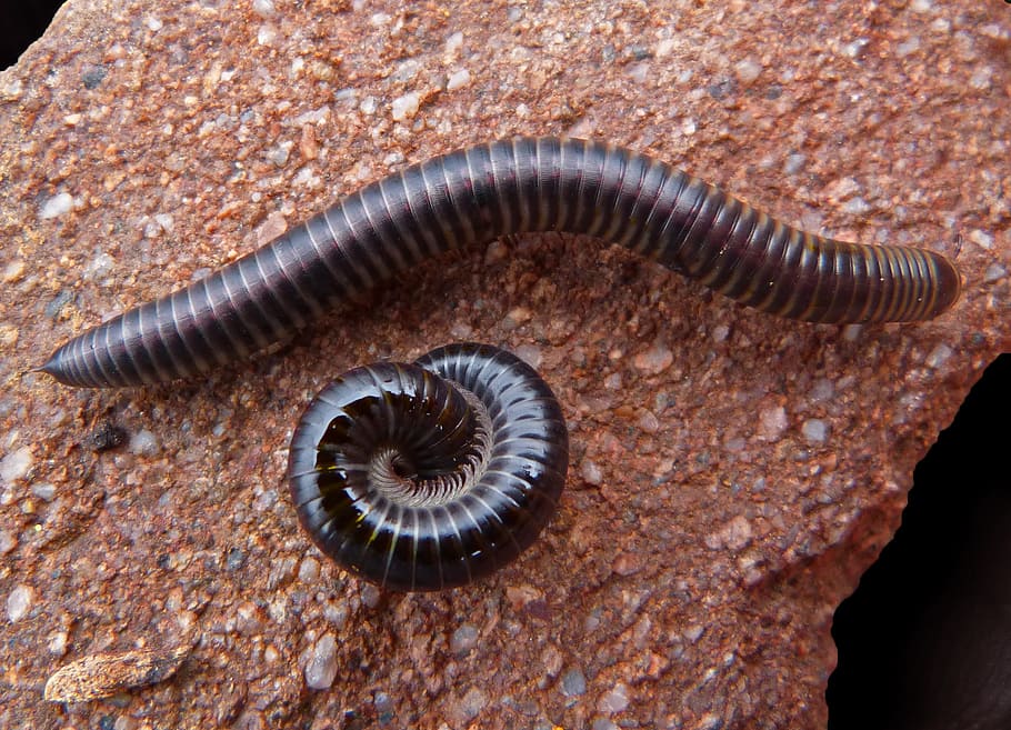 worm, spiral, black, rings, character, animals, insects, animal themes HD wallpaper