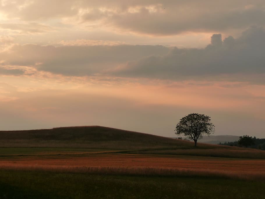 tree on grass field during sunset, abendstimmung, afterglow, landscape, HD wallpaper