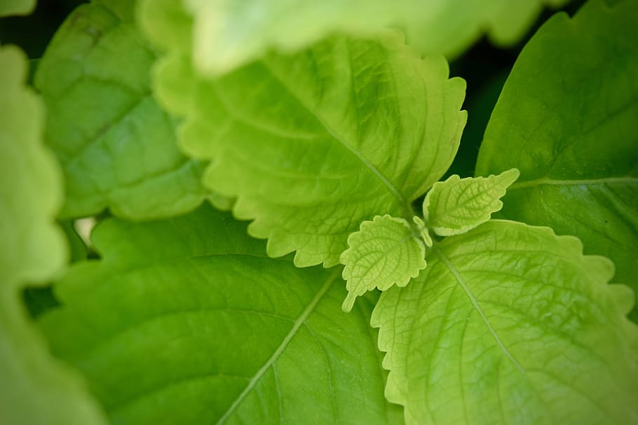 plant, leaf, green, plant part, green color, close-up, leaf vein HD wallpaper