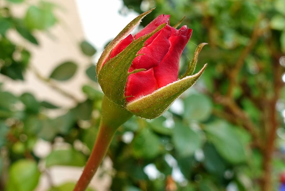 close-up photo of red Rose flower, bud, blossom, bloom, red roses HD wallpaper
