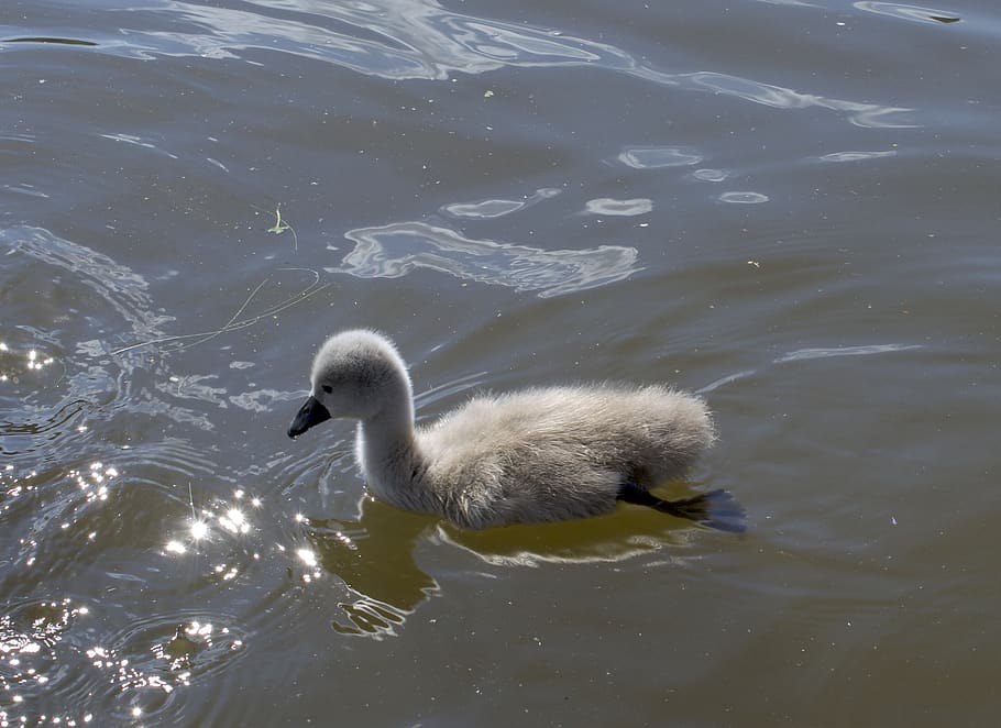 swan, chicks, ducks, duck bird, water bird, swans, animal world